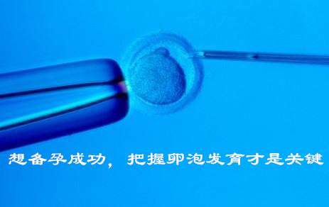 想备孕成功,把握卵泡发育才是关键
